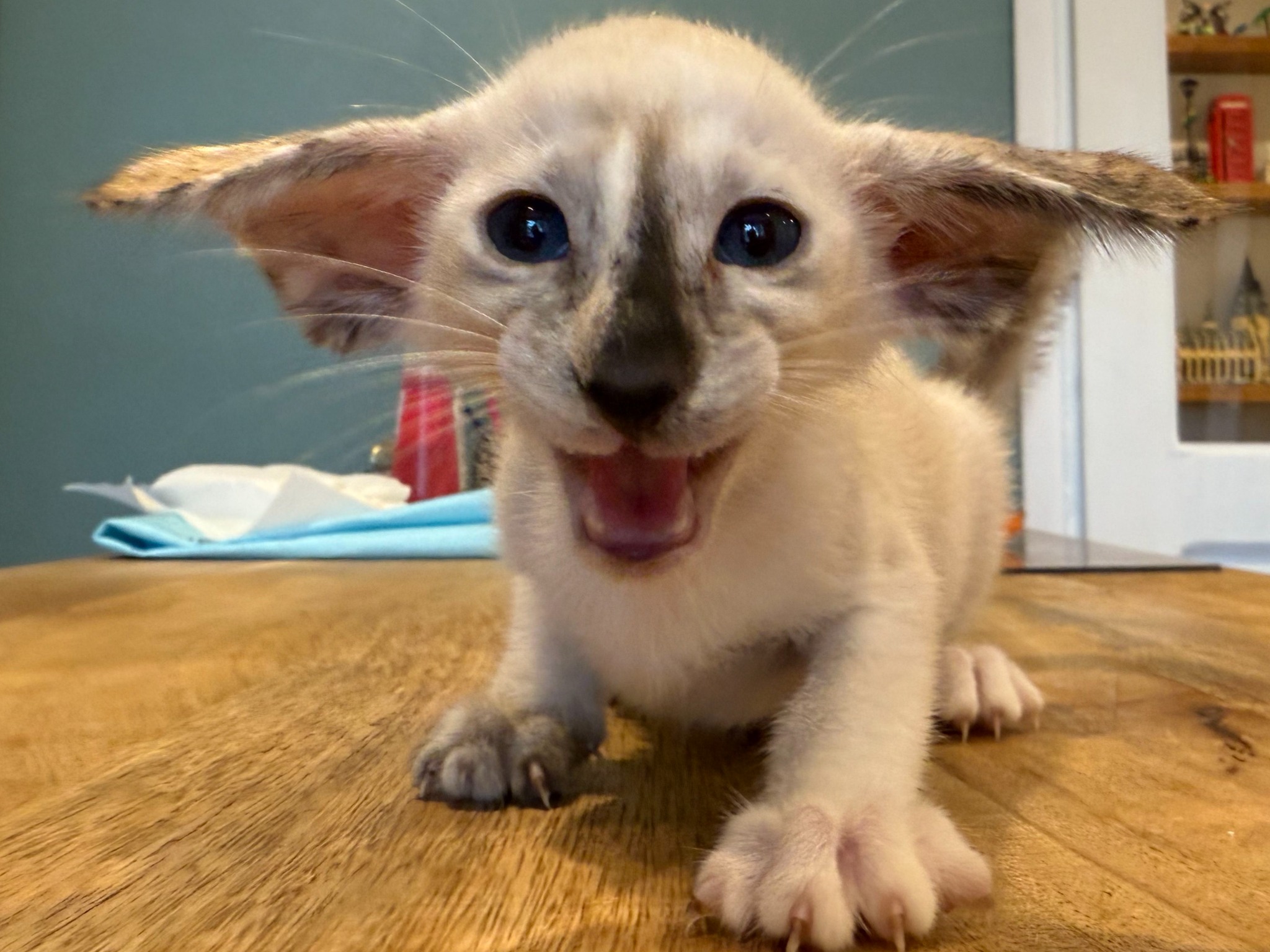 Oriental Express — Siamese e Orientale